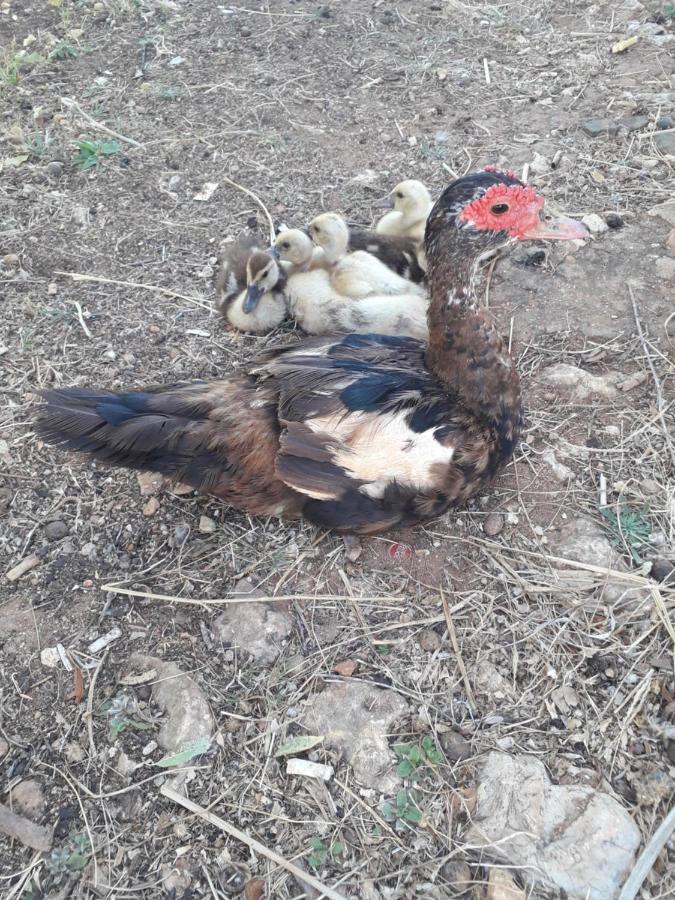 דירות לאגוּ‏ש Quinta Da Jolanda-Happy Family Farm מראה חיצוני תמונה